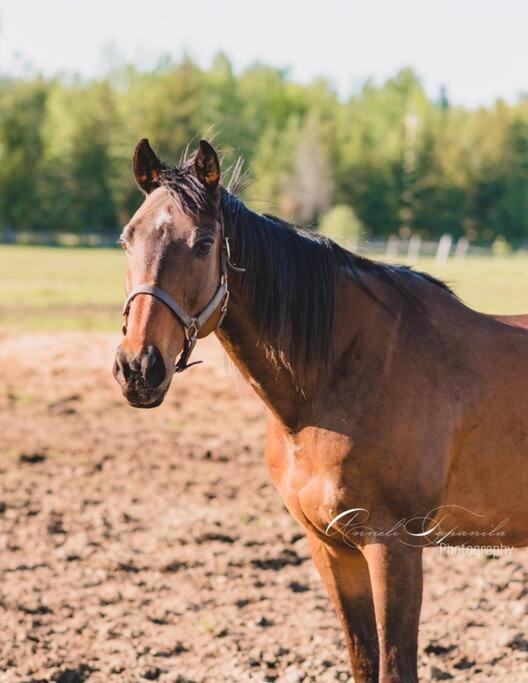 Farmhouse Guest Suite, Pool, Hot Tub, Horses Midhurst Exteriér fotografie